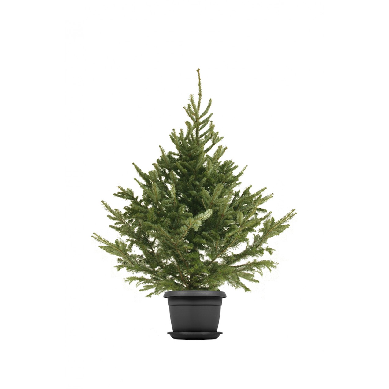 Ecosapin Fraseri Ecosapin Fraseri