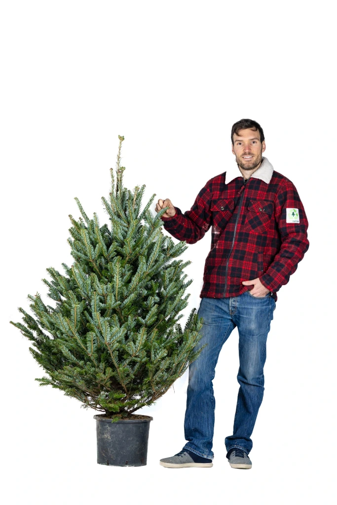 Ecosapin in vaso 130-150 cm (1st choice)