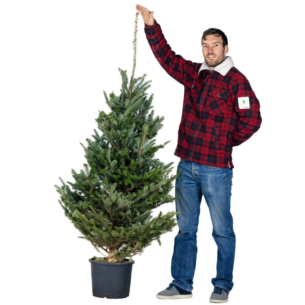Ecosapin im Topf 160-180 cm (1. Wahl)