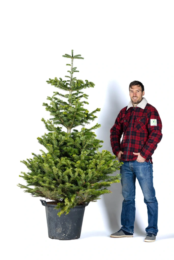 Potted Ecosapin 190-210 cm (1st choice)