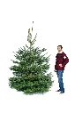 Sapin Suisse coupé (220-250 cm)