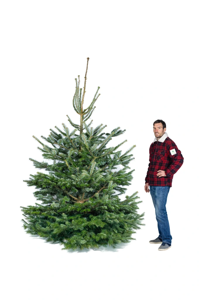 Geschnittener Schweizer Tannenbaum (270-300 cm)