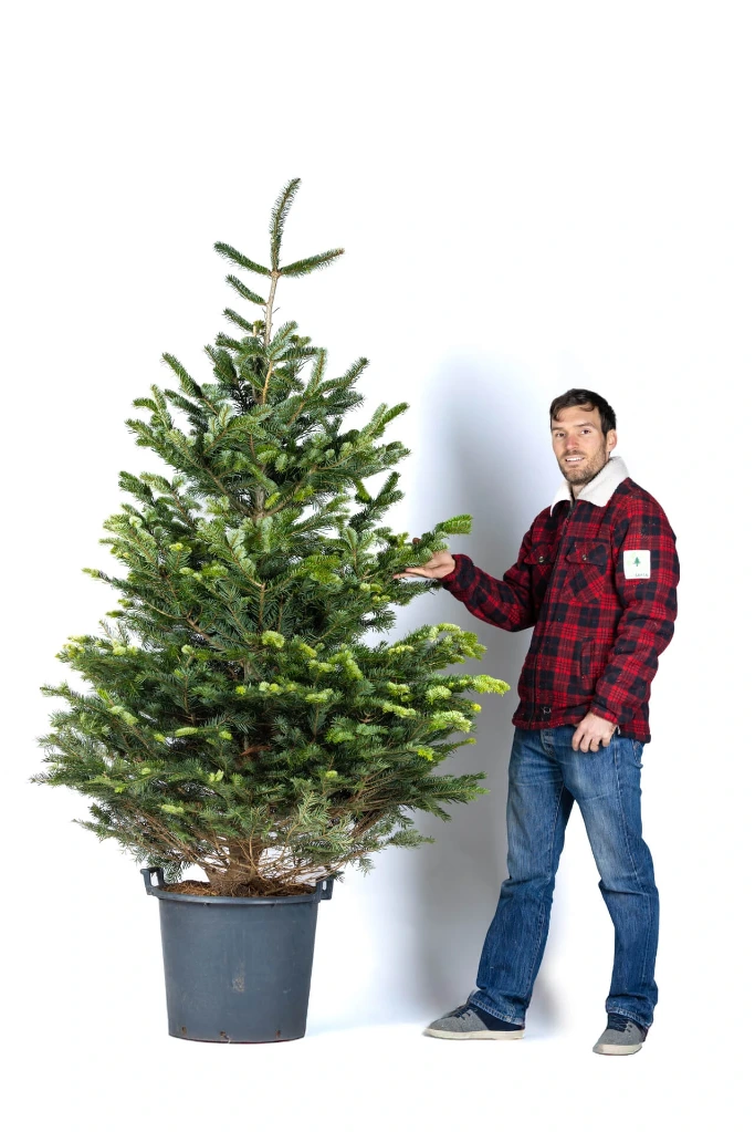 Ecosapin im Topf 220-250 cm (1. Wahl)