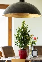 Little Ecosapin