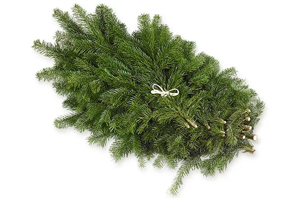Branches de sapin